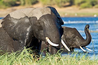 Elephants in the Chobe River.