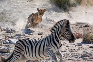 A lionness pursues a zebra.