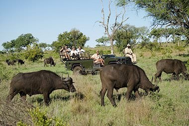Buffaloes graze around a safari vehicle.