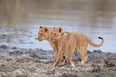 A pair of lion cubs next to a waterhole.