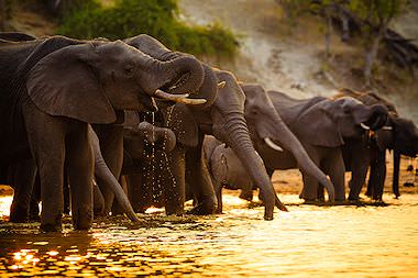 A herd of elephants drink from the Chobe River.