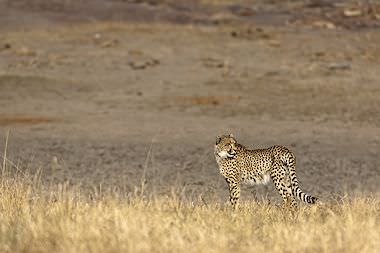 A cheetah encountered on safari.