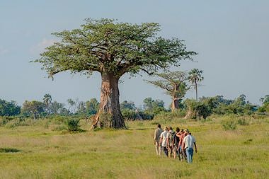 Guests on a bush walk approach a baobab tree.