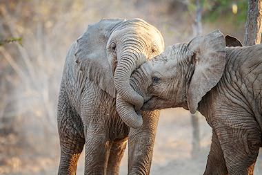 A tussle between two elephants calves.