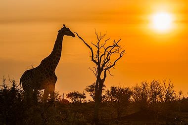 A giraffe silhouetted against the setting sun.
