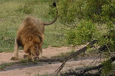 A lion encountered on safari in the Kruger Park.
