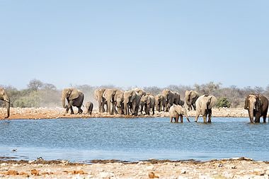 Elephants drink from a pan in Etosha National Park.