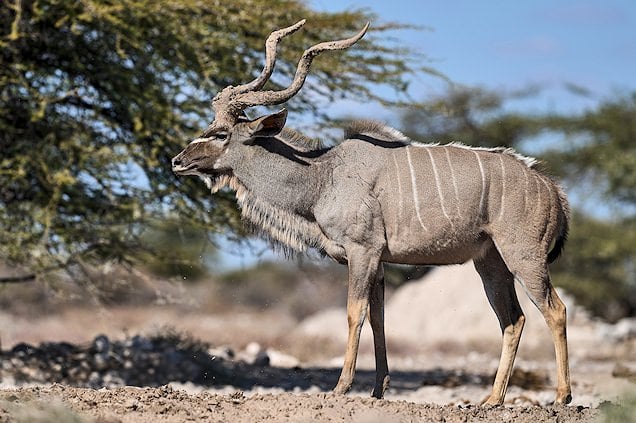 Kudu