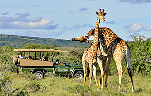 Guests of Shamwari observe two giraffes in the wild from a parked safari vehicle.