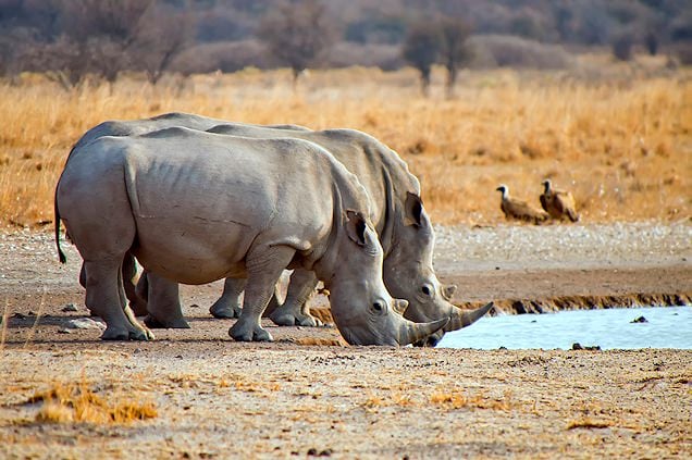 Khama Rhino Sanctuary