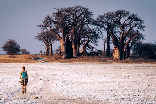 Baines Baobabs