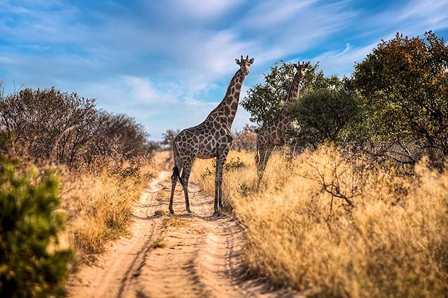 Khutse Game Reserve