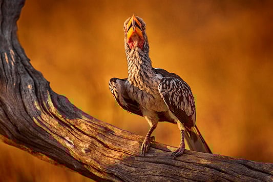 Southern Yellow-billed Hornbill perched on a branch