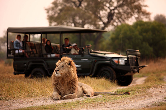 Tourists on a safari vehicle viewing a lion in the wild