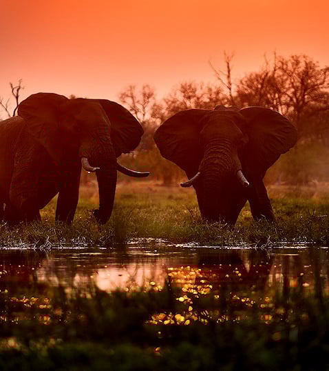 Elephant drinking at sunset in a Botswana conservation area
