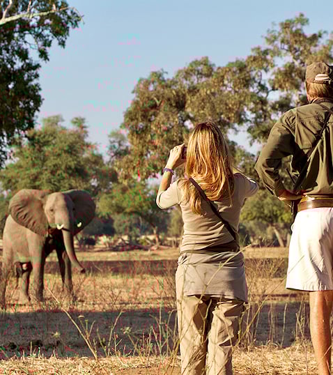 Elephant encounter at Mana Pools National Park, Zimbabwe
