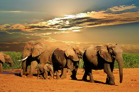 Elephant herd at sunset in Addo Elephant National Park, South Africa