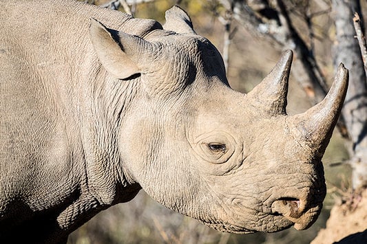 Critically endangered Black Rhino in the wild