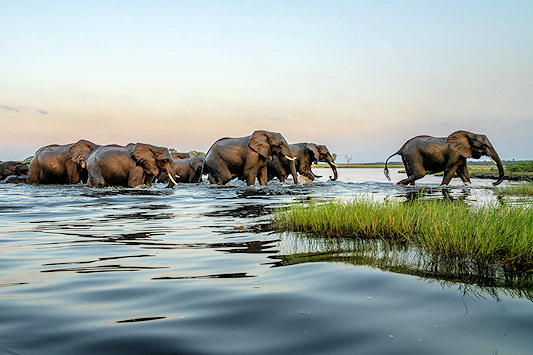 Elephant herd crossing the Chobe River in Botswana