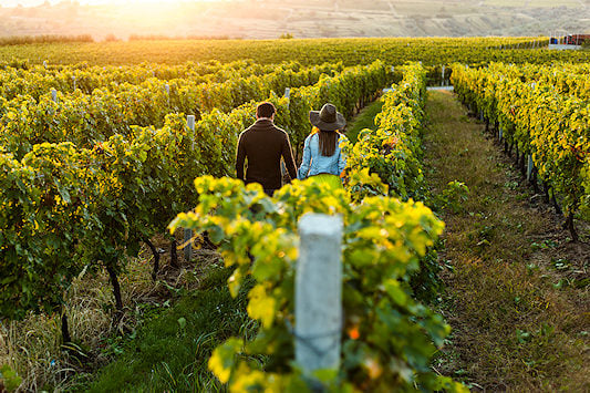 Couple strolling through vineyards in the Cape Winelands