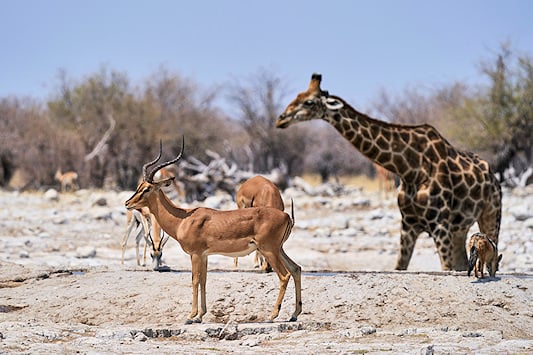 Impala and giraffe near a waterhole in Etosha National Park, Namibia