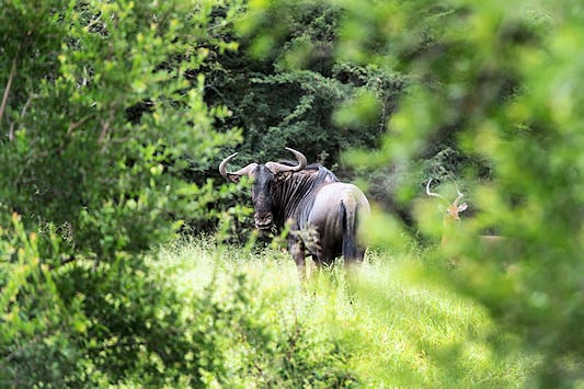 Blue wildebeest in Hluhluwe-iMfolozi Park, KwaZulu-Natal