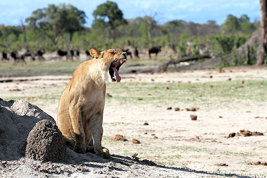 Lioness yawning near a waterhole in Hwange National Park, Zimbabwe