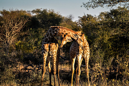 A couple of giraffe in the bush