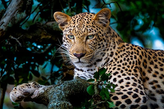 Leopard lying on a tree branch in Kruger National Park, South Africa