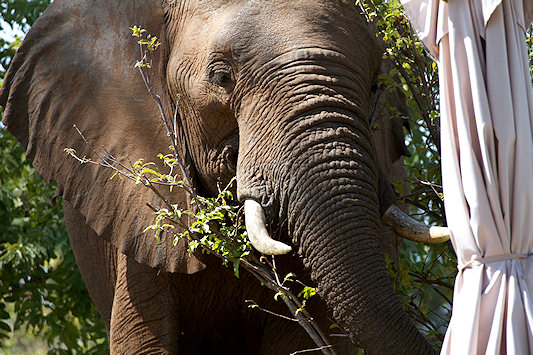 Elephant wandering near a safari camp in Lower Zambezi National Park