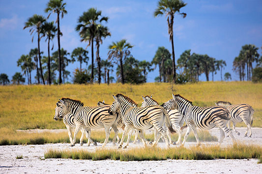 Zebra herd beneath palm trees in the Makgadikgadi Pans, Botswana