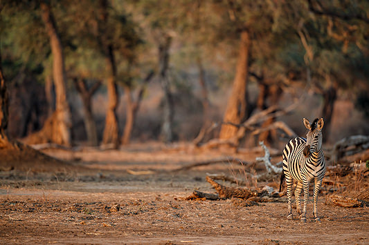 Zebra grazing beneath large trees in Mana Pools National Park, Zimbabwe