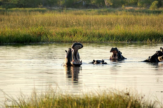 Hippopotamus wallowing in Moremi Game Reserve, Botswana