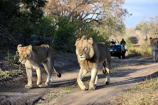 Safari vehicle following lions in Sabi Sand Private Game Reserve