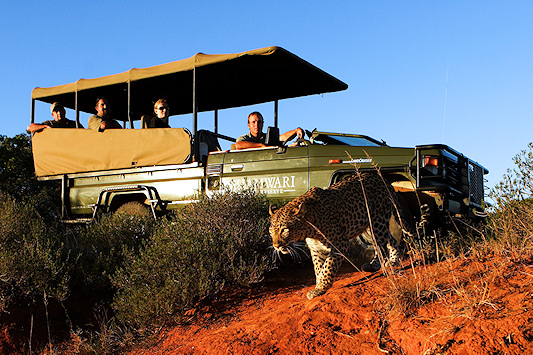 Safari vehicle near a leopard in Shamwari Private Game Reserve, South Africa