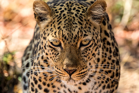 Leopard spotted in South Luangwa National Park