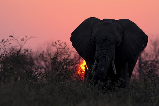 Silhouette of an elephant at sunset in Timbavati Private Nature Reserve