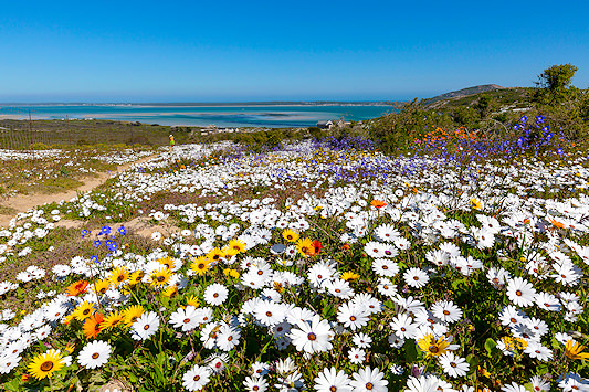 Wildflowers blooming on South Africa’s West Coast