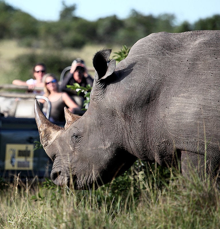 Guests viewing a rhino from a safari vehicle in South Africa