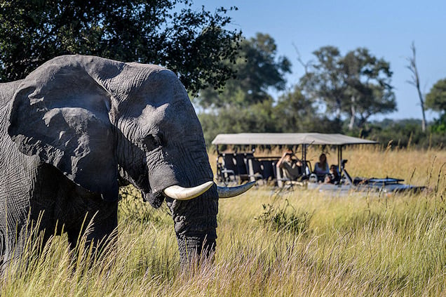 Elephant spotted on a Big Five safari.