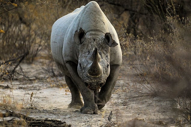 Black Rhino