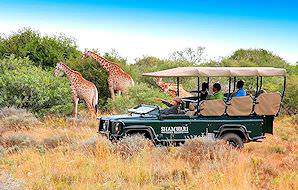 Guests on safari at Shamwari observe a tower of giraffes.