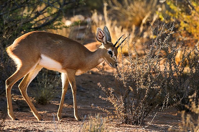 Kudu