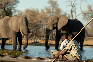 Elephants in the sunset in Botswana.