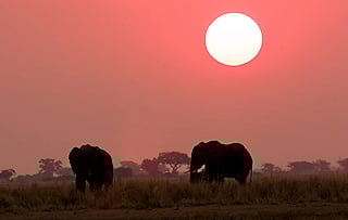 Elephant at dusk in Botswana’s wilderness