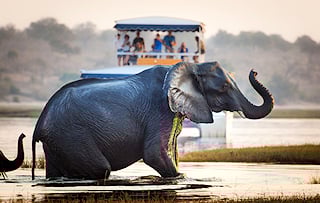 Elephant viewed from a river cruise in Chobe National Park, Botswana