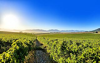 Vineyards in the Cape Winelands with distant mountain backdrop