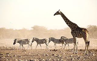 Zebra and giraffe on the plains of Etosha National Park, Namibia