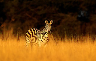 Zebra standing in tall grass in Hwange National Park, Zimbabwe