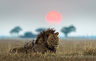 Male lion at sunset in Kafue National Park, Zambia